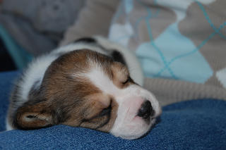puppy asleep