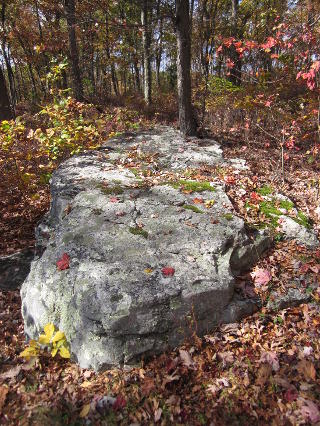 rock in the woods