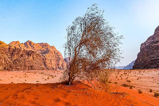 dry bush in the desert