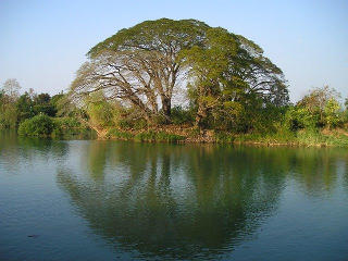 tree by the water